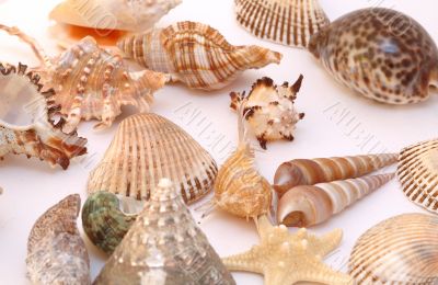 Collection of Mollusk isolated in