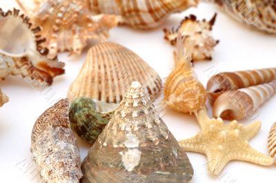 Collection of Mollusk isolated in