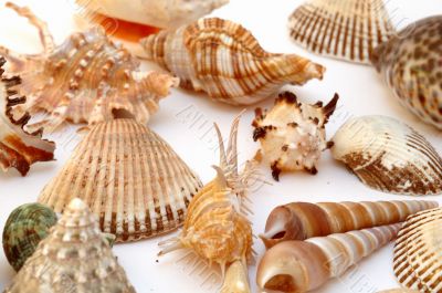 Collection of Mollusk isolated in