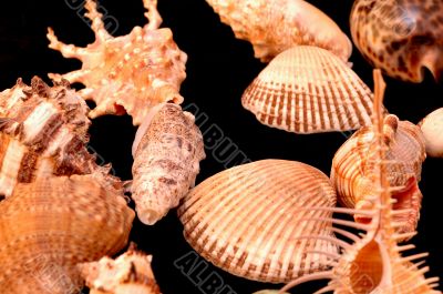 Collection of Mollusk isolated in