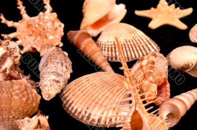 Collection of Mollusk isolated in