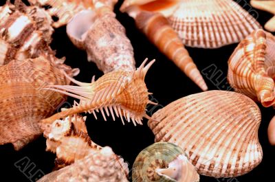 Collection of Mollusk isolated in