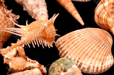 Collection of Mollusk isolated in