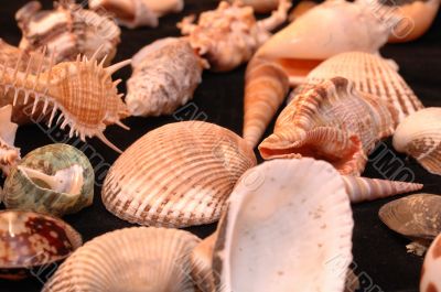 Collection of Mollusk isolated in