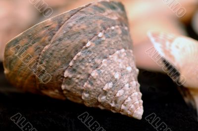 Collection of Mollusk isolated in