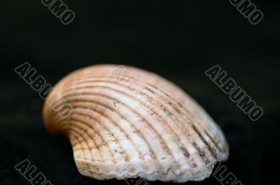 Collection of Mollusk isolated in