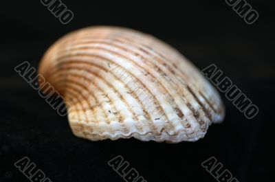 Collection of Mollusk isolated in