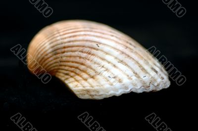 Collection of Mollusk isolated in