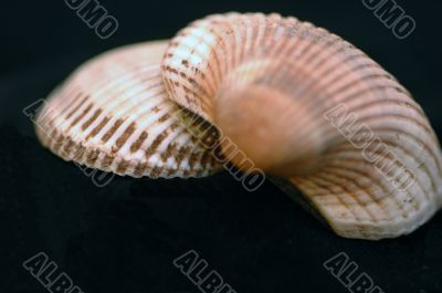 Collection of Mollusk isolated in