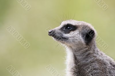 single meerkat