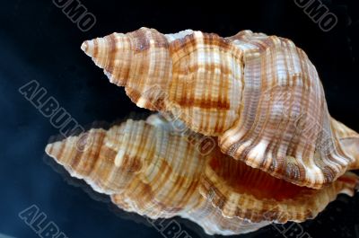 Collection of Mollusk isolated in