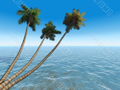 palms on an exotic tropical beach