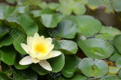 Lilly Pads