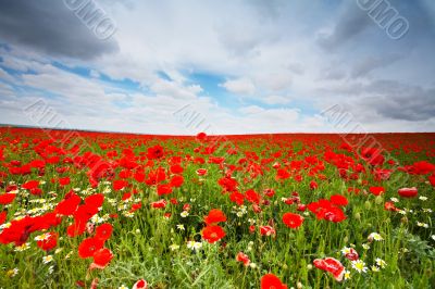 Flowers field Flowers field