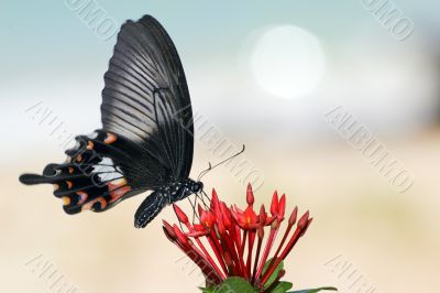 vibrating butterfly 2