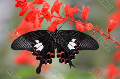 malaysian butterfly (Papilio helenus)