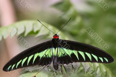 large butterfly (Trogonoptera brookiana)