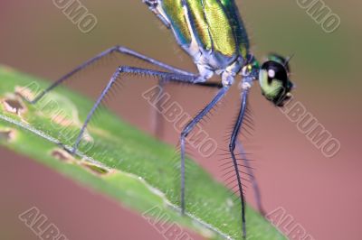 dragonfly closeup (Ischnura species)