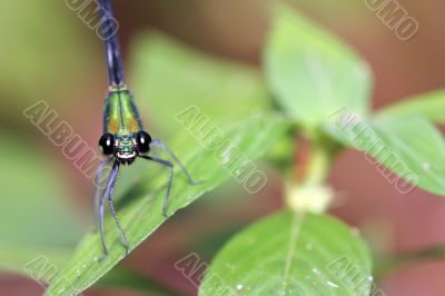 dragonfly closeup (Ischnura species)
