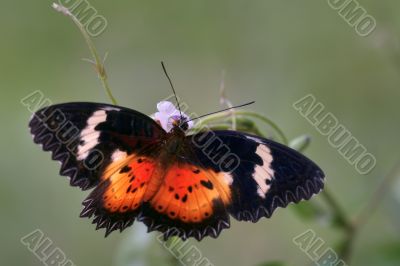 diurnal butterfly (Cethosia cyane)