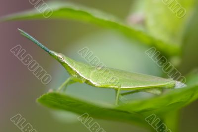 mimetic grasshopper (Acrida conica)