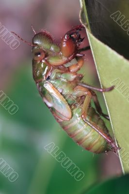 cicada larva cicada larva