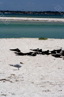 black skimmer