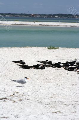 Black skimmers