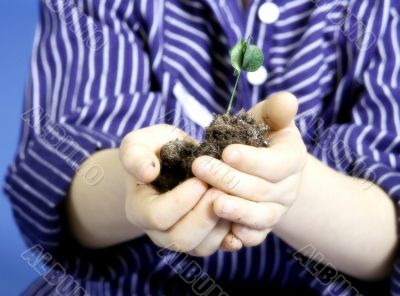 little plant little plant