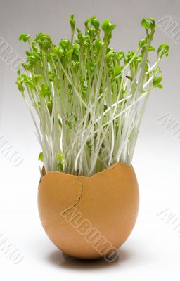 Spring Easter Egg