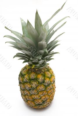Pineapple - Top View