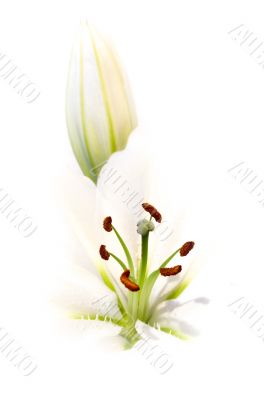 White Lily