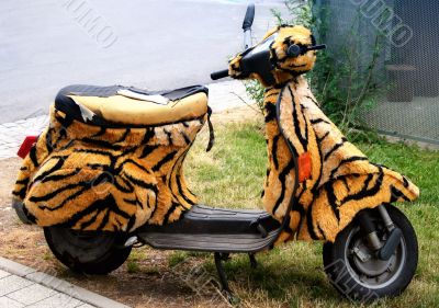 Scooter w/ Tiger Fur