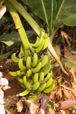 Banana Plantation