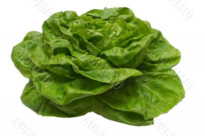 Butterhead Lettuce w/ Path.