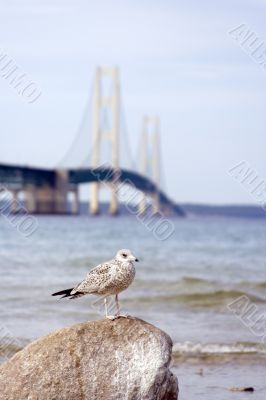 bridge seagull