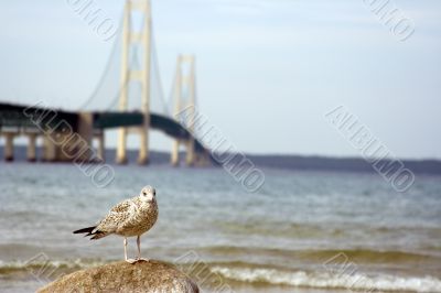 bridge seagull landscape