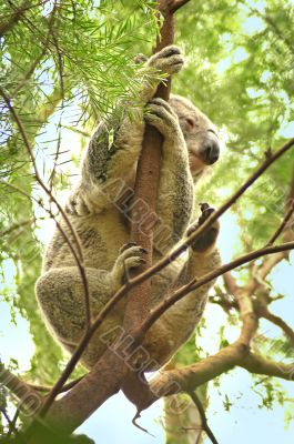climbing koala