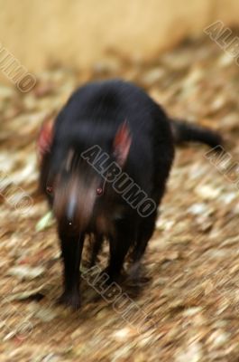 tasmanian devil