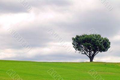 solitary tree