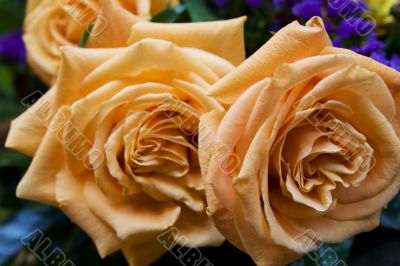 peach roses
