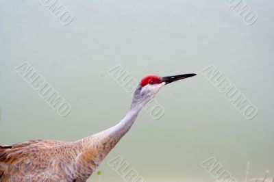 sandhill crane sandhill crane