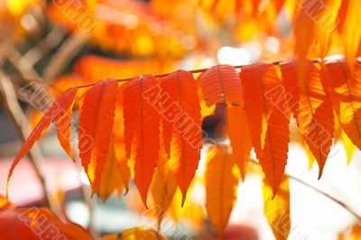 red leaves