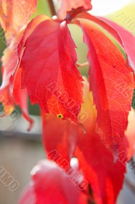 red leaves