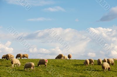 ewes eating in the field