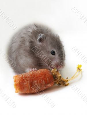 Grey hamster