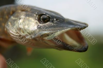 Portrait of pickerel