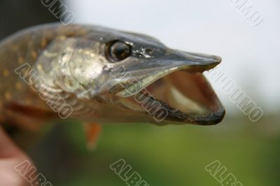 Portrait of pickerel