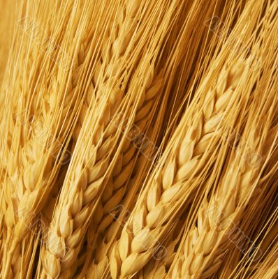 wheat wheat