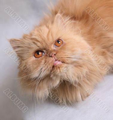 Persian cat